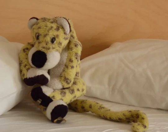 An introductory picture of Leo, sitting cutely on a bed between two pillows and looking at the camera.