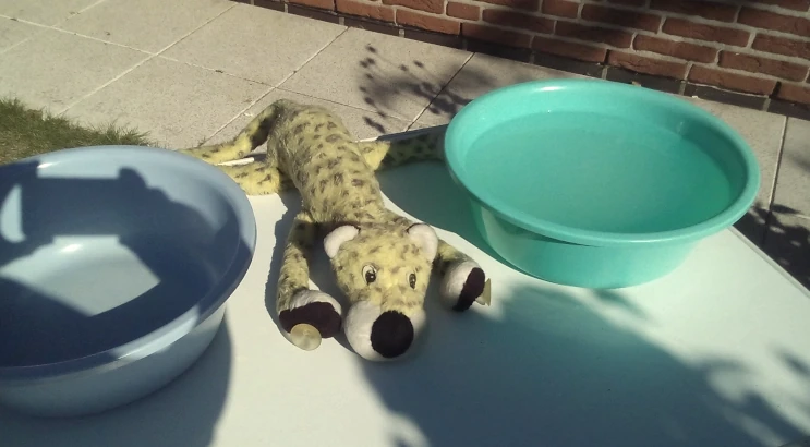 Leo is lying outside on a table next to a bowl of water. The cat bath is being prepared.