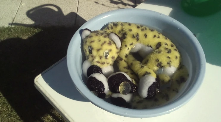Leo is curled up in the bowl with clear water for rinsing.
